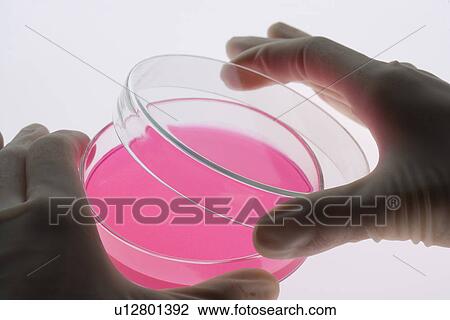Stock Image - Close-up human hands holding a petri dish filled with pink liquid, high angle view. Fotosearch