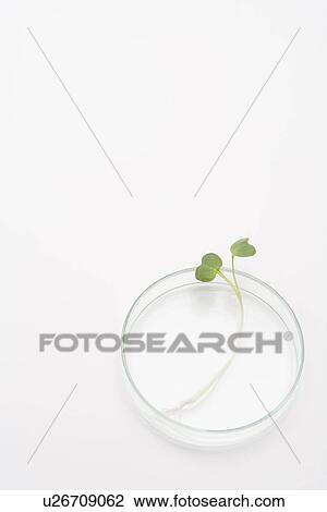 Stock Image - Daikon cress on petri dish, high angle view. Fotosearch