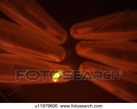 Stock Image - Electronic Microscopic image of mouse tails in test tubes, one is red shine, Full Frame, close up. Fotosearch