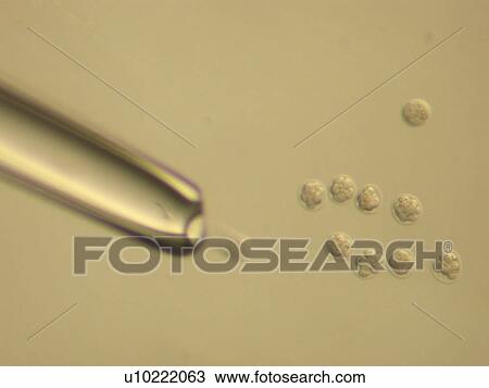 Stock Image - Electronic Microscopic image of fertilized eggs, close up. Fotosearch