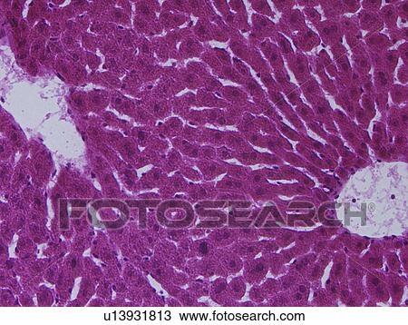 Electronic Microscopic image of Embryonic Stem Cells, Full Frame, close up View Large Photo Image Stock Image - Electronic Microscopic image of Embryonic Stem Cells, Full Frame, close up. Fotosearch