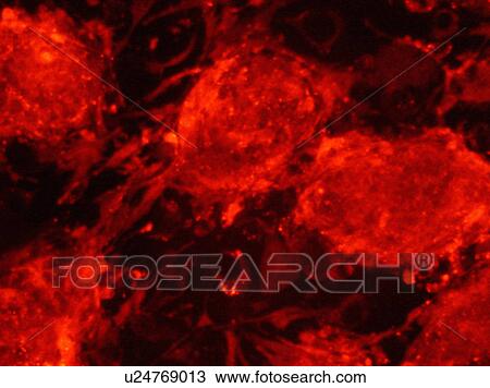Stock Image - Electronic Microscopic image of Embryonic Stem Cells, Full Frame. Fotosearch