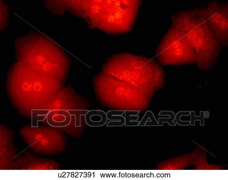 Stock Image - Electronic Microscopic image of Embryonic Stem Cells, Full Frame, close up. Fotosearch