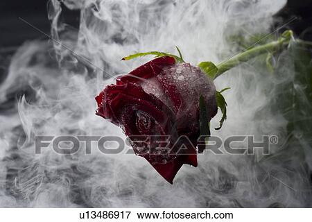 Frozen red rose, close up View Large Photo Image Stock Photo - Frozen red rose, close up. Fotosearch