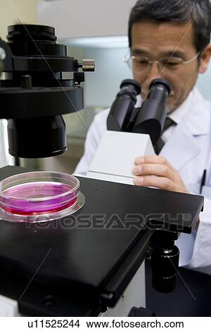 Picture - Mature scientist man looking through a Microscope in laboratory, front view. Fotosearch