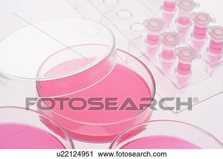 Stock Image - Petri Dishes and test tubes on rack filled with pink liquid, high angle view. Fotosearch