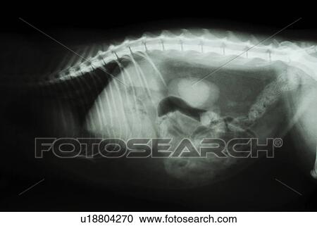 Stock Image - dog bodies, belly, CH, bones, bone-build, fabian, animal. Fotosearch