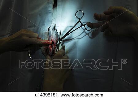 Stock Image - klemme, animal, blood, bloody, CH, doctor, dog. Fotosearch