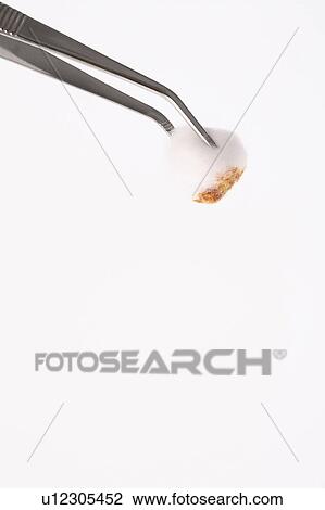 Gauze and tweezers View Large Photo Image Stock Image - Gauze and tweezers. Fotosearch