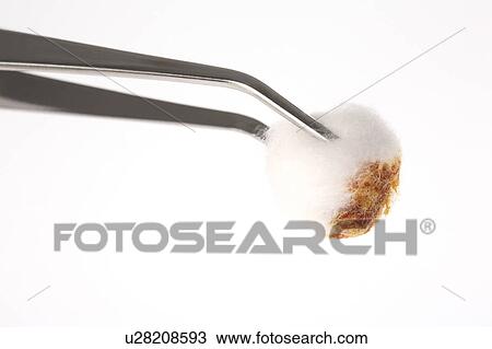 Stock Image - Gauze and tweezers. Fotosearch