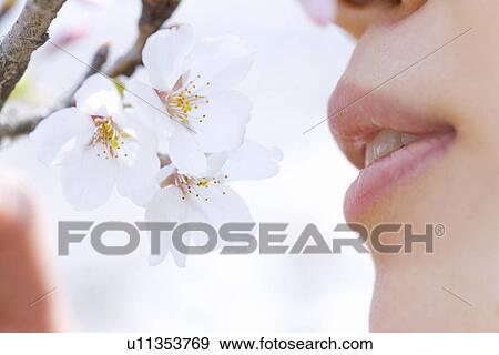Stock Photo - Woman smelling cherry flowers, side view, close up, Japan. Fotosearch