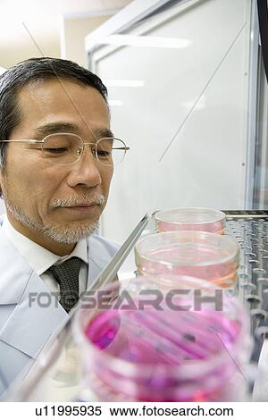 Stock Photography - Male scientist looking at petri dishes with cultures on shelf, front view. Fotosearch
