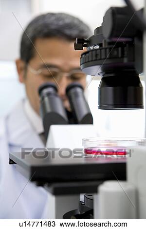 Male scientist looking through a microscope, petri dish with culture in foreground, front view View Large Photo Image Stock Image - Male scientist looking through a microscope, petri dish with culture in foreground, front view. Fotosearch