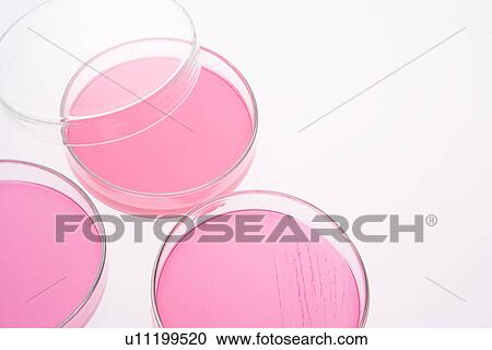 Petri dishes with cultures, high angle view, close up, white background View Large Photo Image Stock Image - Petri dishes with cultures, high angle view, close up, white background. Fotosearch