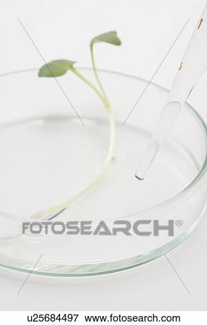 Pipette dropping liquids into a petri dish, high angle view, close up, white background View Large Photo Image Stock Photo - Pipette dropping liquids into a petri dish, high angle view, close up, white background. Fotosearch