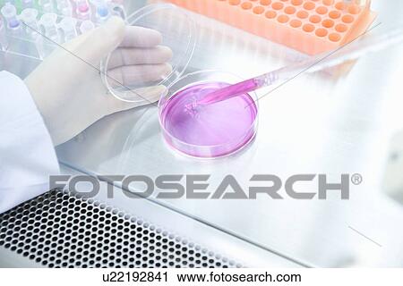 Scientist dropping liquids into a petri dish, high angle view View Large Photo Image Stock Image - Scientist dropping liquids into a petri dish, high angle view. Fotosearch