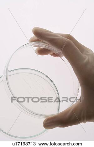 Stock Image - Scientist holding a petri dish, high angle view, close up, white background. Fotosearch