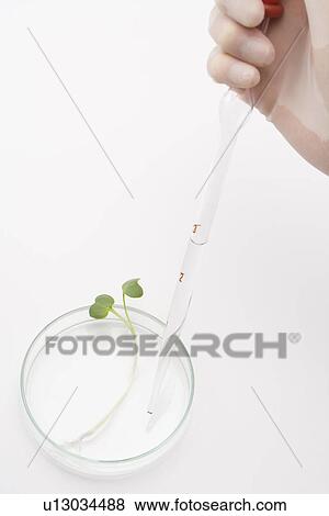 Stock Photo - Scientist holding a pipette and dropping liquids into a petri dish, high angle view, white background. Fotosearch