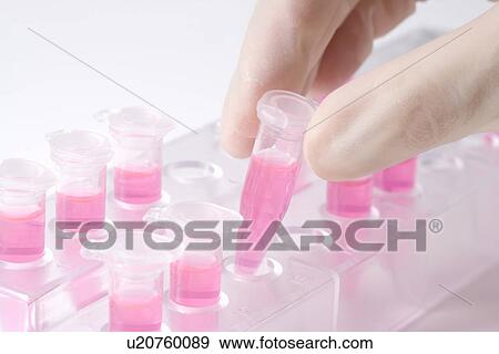 Scientist picking up a micro test tube with liquid from a rack, high angle view, close up, white background View Large Photo Image Stock Photo - Scientist picking up a micro test tube with liquid from a rack, high angle view, close up, white background. Fotosearch