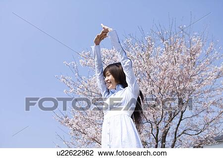 Cherry tree and woman stretching arms out under the blue sky, low angle view, side view, blue background, Japan View Large Photo Image Stock Image - Cherry tree and woman stretching arms out under the blue sky, low angle view, side view, blue background, Japan. Fotosearch
