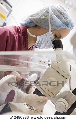 Stock Photograph - Embryologist examining folicular fluid with a microscope. Fotosearch