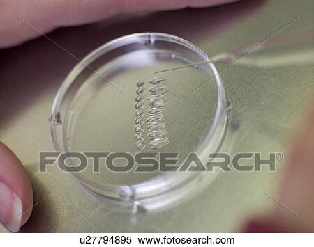 Stock Photography - Embryologist putting sample into petri dish (selective focus). Fotosearch