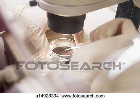 Picture - Embryologist transferring egg to a special culture media (selective focus). Fotosearch