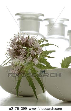Stock Photo - Valerian (Valeriana officinalis L. ). Fotosearch