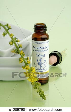 Stock Image - Homeopathic remedies: Agrimony. Fotosearch