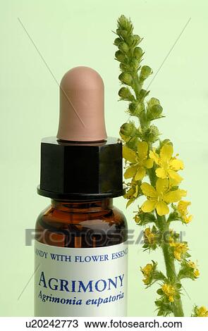 Stock Image - Homeopathic remedies: Agrimony. Fotosearch