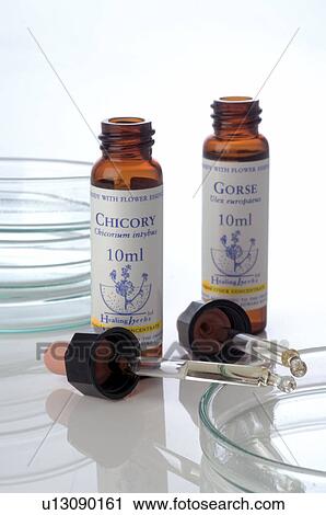 Homeopathic remedies: Gorse and chicoree View Large Photo Image Stock Image - Homeopathic remedies: Gorse and chicoree. Fotosearch