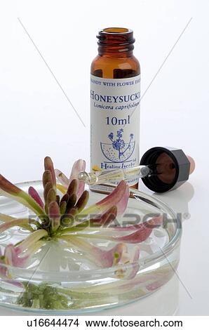 Homeopathic remedies: Honeysuckle View Large Photo Image Picture - Homeopathic remedies: Honeysuckle. Fotosearch