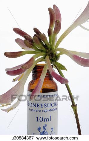 Homeopathic remedies: Honeysuckle View Large Photo Image Stock Photo - Homeopathic remedies: Honeysuckle. Fotosearch