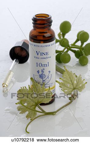 Homeopathic remedies: vine View Large Photo Image Stock Photo - Homeopathic remedies: vine. Fotosearch