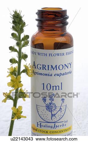 Homopathic remedies: Agrimony View Large Photo Image Stock Image - Homopathic remedies: Agrimony. Fotosearch