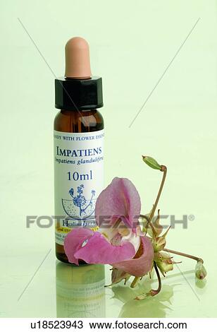 Stock Image - Homopathic remedies: Impatiens. Fotosearch
