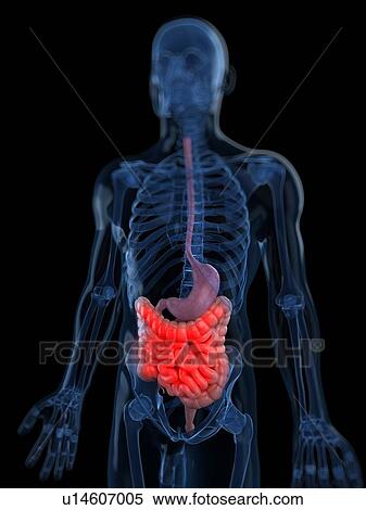 Stock Illustration - Abdominal pain, artwork. Fotosearch