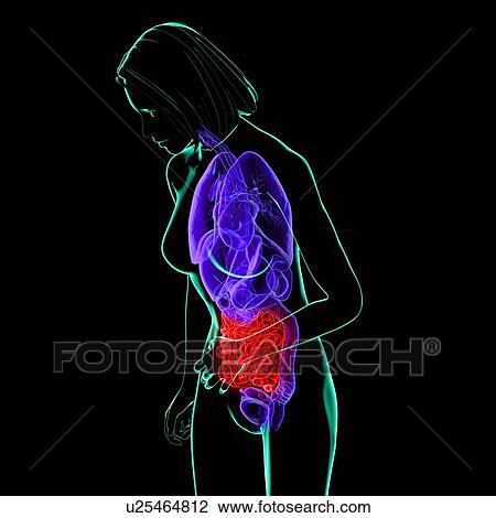 Abdominal pain, conceptual artwork View Large Illustration Drawing - Abdominal pain, conceptual artwork. Fotosearch