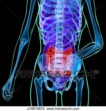 Abdominal pain, conceptual artwork View Large Illustration Stock Illustration - Abdominal pain, conceptual artwork. Fotosearch