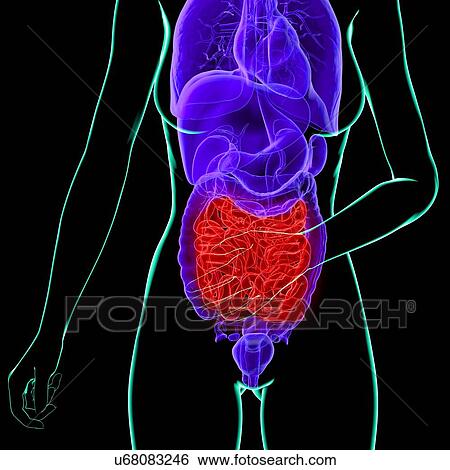 Stock Illustration - Abdominal pain, conceptual artwork. Fotosearch