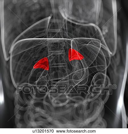 Clipart - Adrenal glands, artwork. Fotosearch