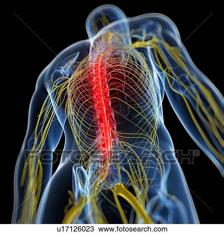 Back pain, conceptual artwork View Large Illustration Drawing - Back pain, conceptual artwork. Fotosearch