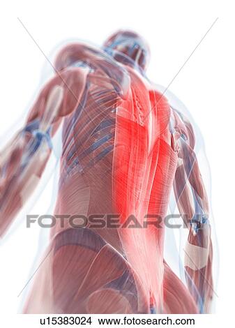 Back pain, conceptual artwork View Large Illustration Stock Illustration - Back pain, conceptual artwork. Fotosearch