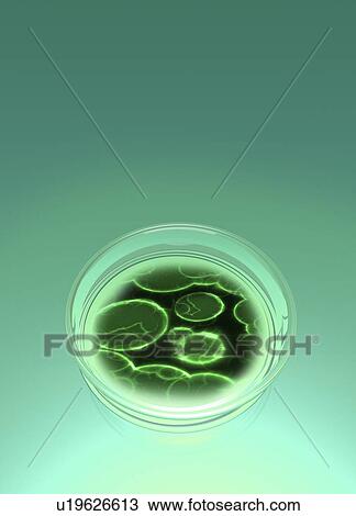 Bacterial research, conceptual artwork View Large Illustration Drawing - Bacterial research, conceptual artwork. Fotosearch
