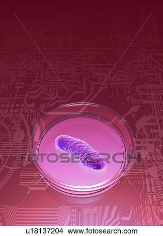 Bacterial research, conceptual artwork View Large Illustration Stock Illustration - Bacterial research, conceptual artwork. Fotosearch