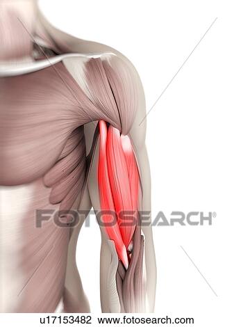 Biceps muscle, artwork View Large Illustration Drawing - Biceps muscle, artwork. Fotosearch