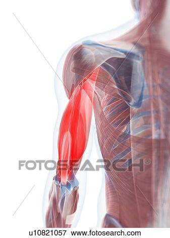 Biceps muscle, artwork View Large Illustration Stock Illustration - Biceps muscle, artwork. Fotosearch