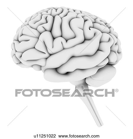 Brain, artwork View Large Illustration Drawing - Brain, artwork. Fotosearch