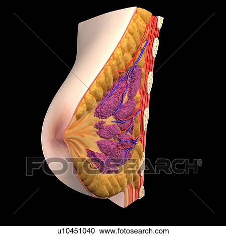 Clipart - Breast anatomy, artwork. Fotosearch