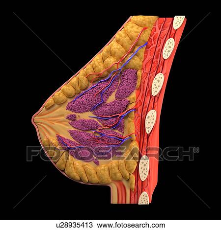Drawing - Breast anatomy, artwork. Fotosearch